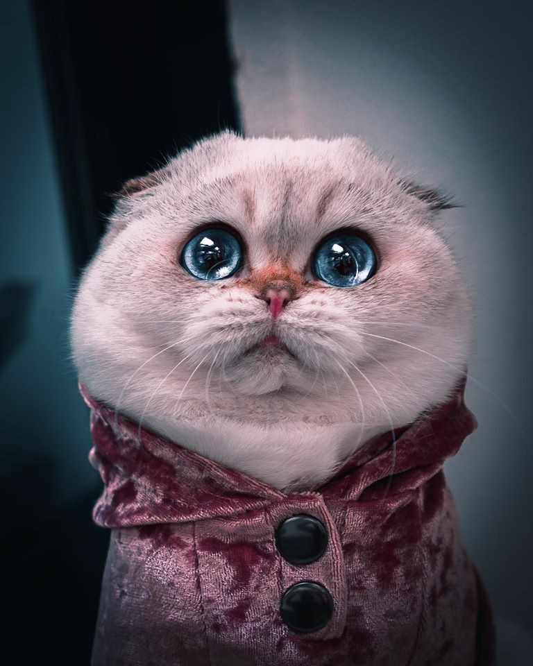 「史力加貓」本尊 碧綠圓眼貓咪 IG@sky.cattery