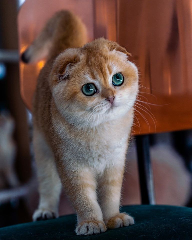 「史力加貓」本尊 碧綠圓眼貓咪 IG@sky.cattery