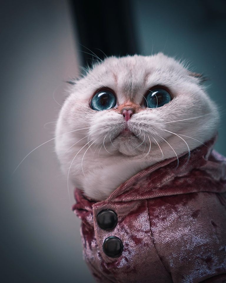 「史力加貓」本尊 碧綠圓眼貓咪 IG@sky.cattery