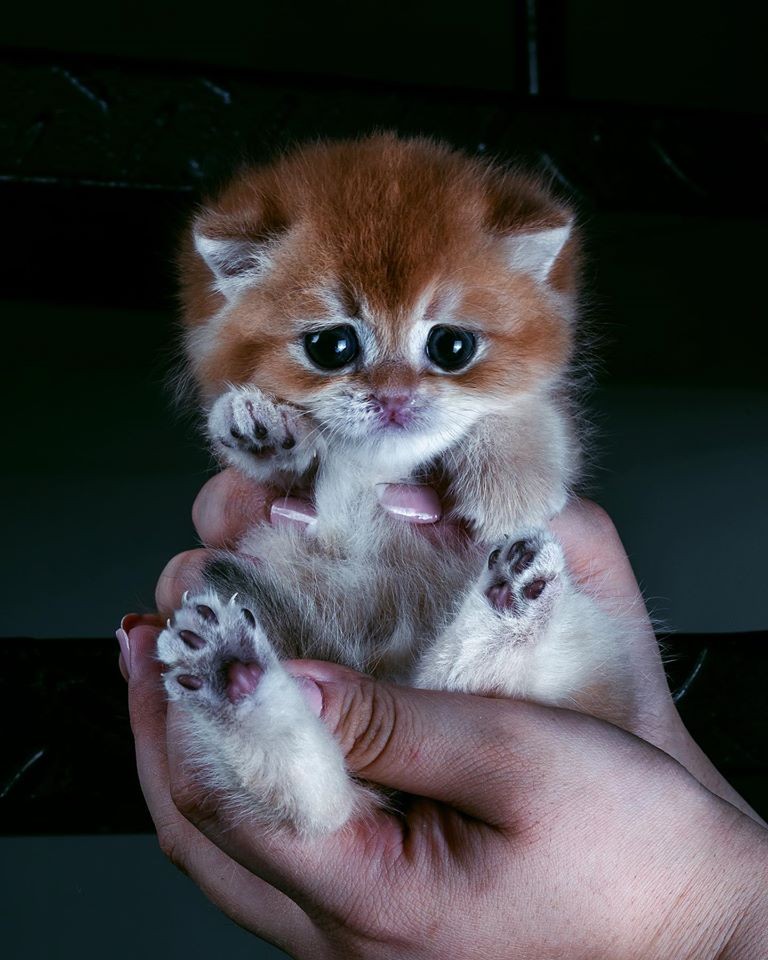 「史力加貓」本尊 碧綠圓眼貓咪 IG@sky.cattery