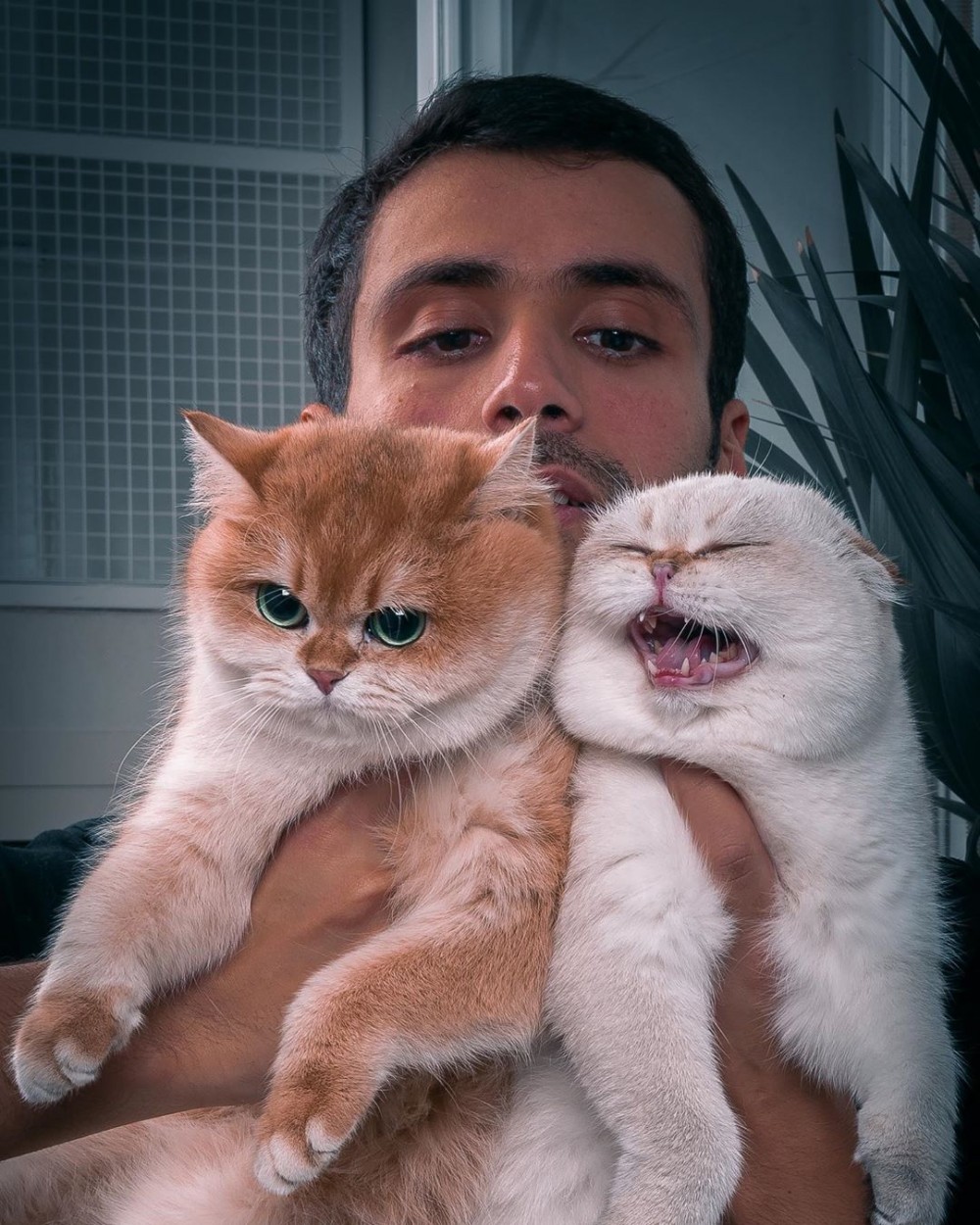 「史力加貓」本尊 碧綠圓眼貓咪 IG@sky.cattery