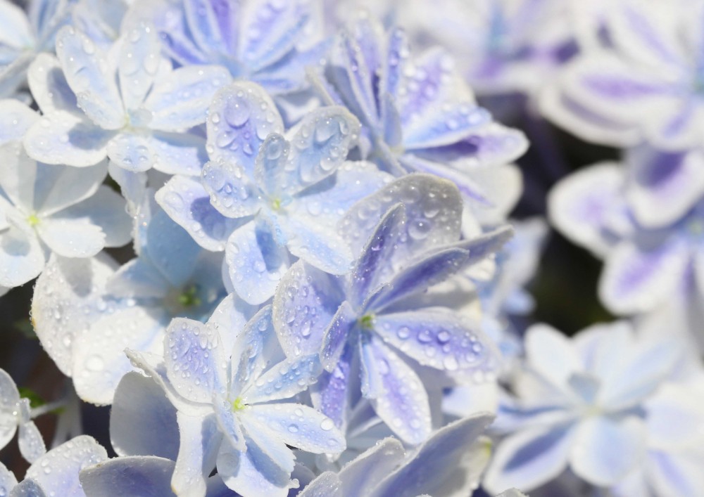 日本新品種紫陽花萬華鏡