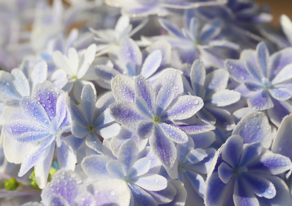 日本新品種紫陽花萬華鏡