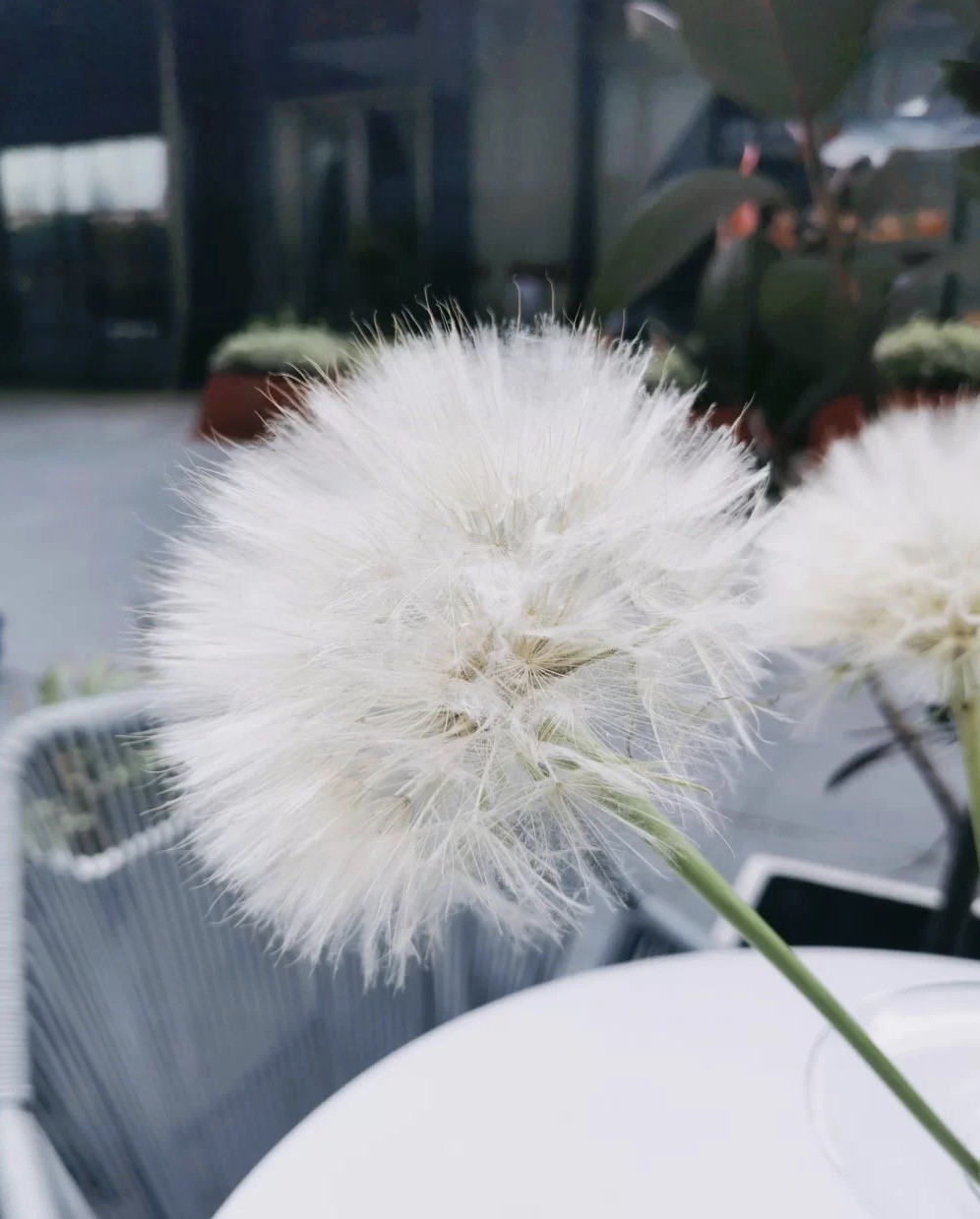 巨型蒲公英 超級蒲公英 婆羅門參
