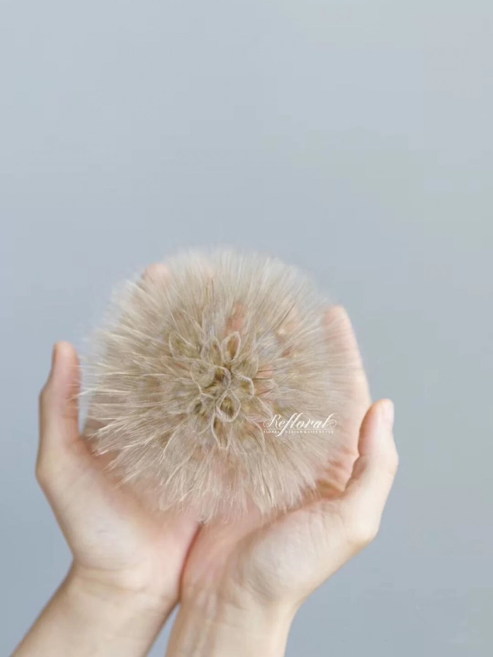 巨型蒲公英 超級蒲公英 婆羅門參