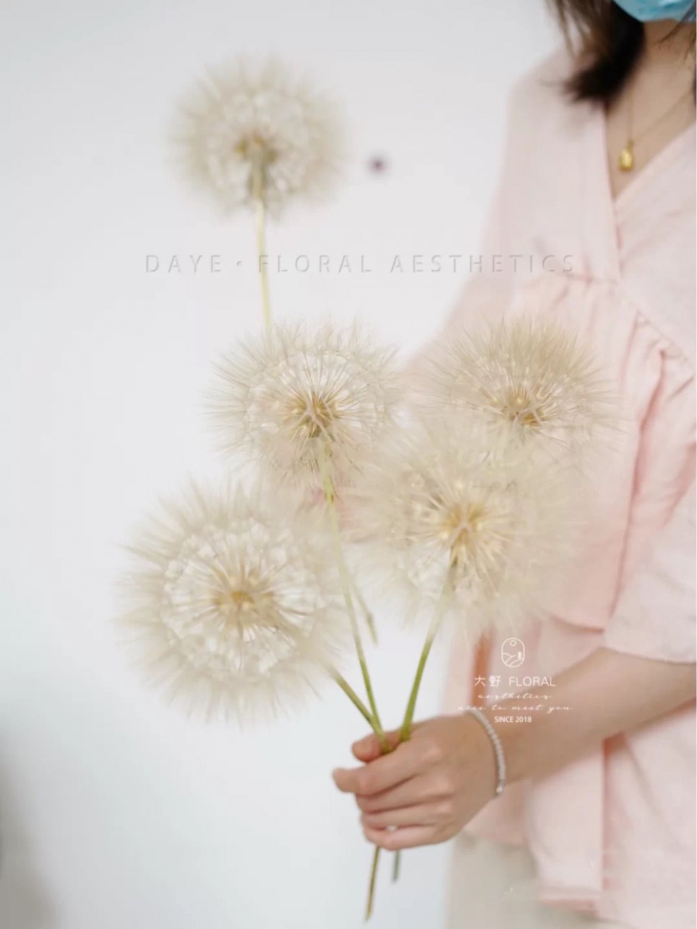 巨型蒲公英 超級蒲公英 婆羅門參