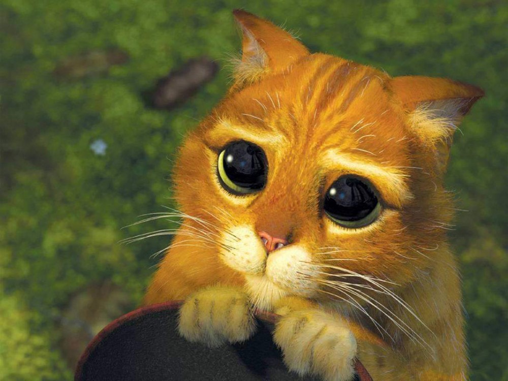 「史力加貓」本尊 碧綠圓眼貓咪 IG@sky.cattery