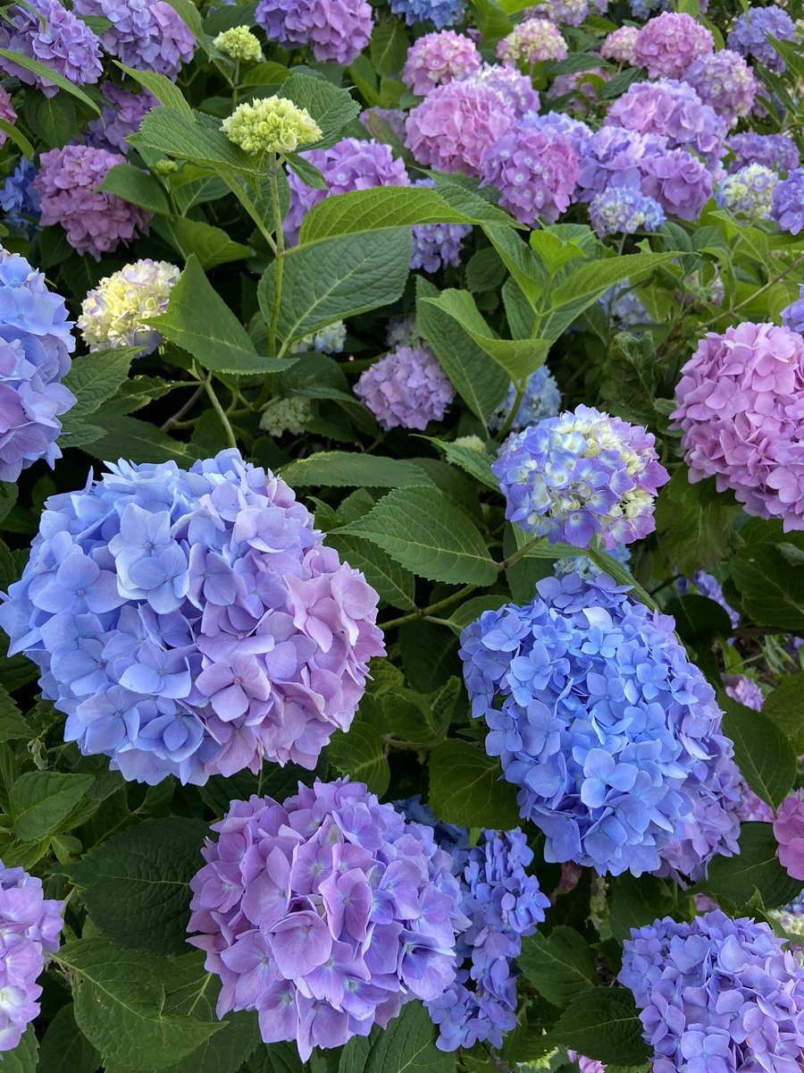三色漸層繡球花