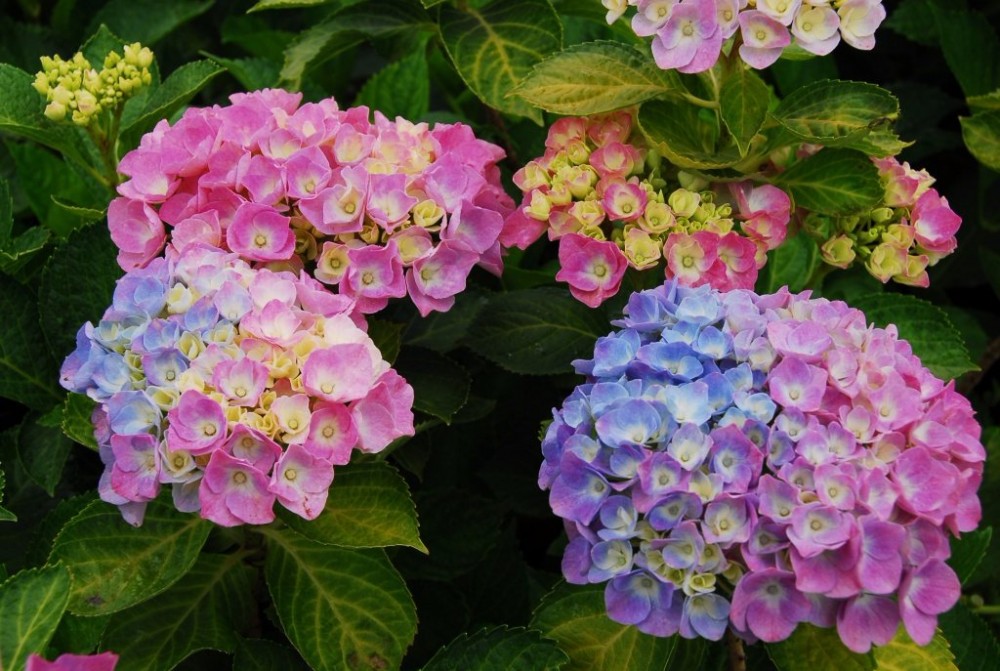 三色漸層繡球花