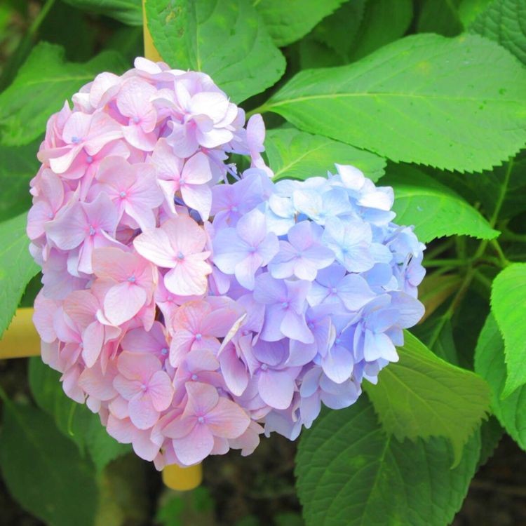 三色漸層繡球花