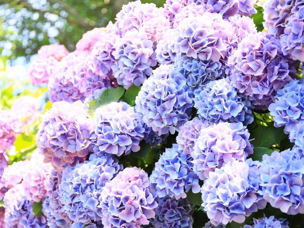 三色漸層繡球花