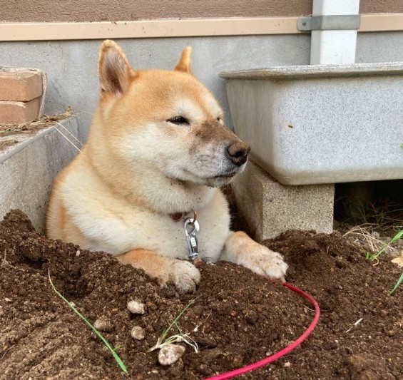 柴犬,日本柴犬,超萌,搞笑