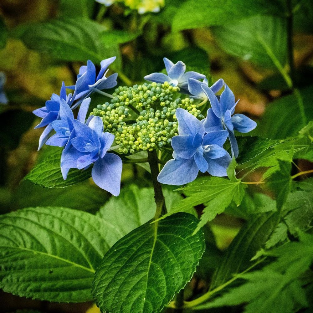 紫陽花, 日本紫陽花, 紫陽花星花火星花火, 紫陽花2020, 日本紫陽花2020