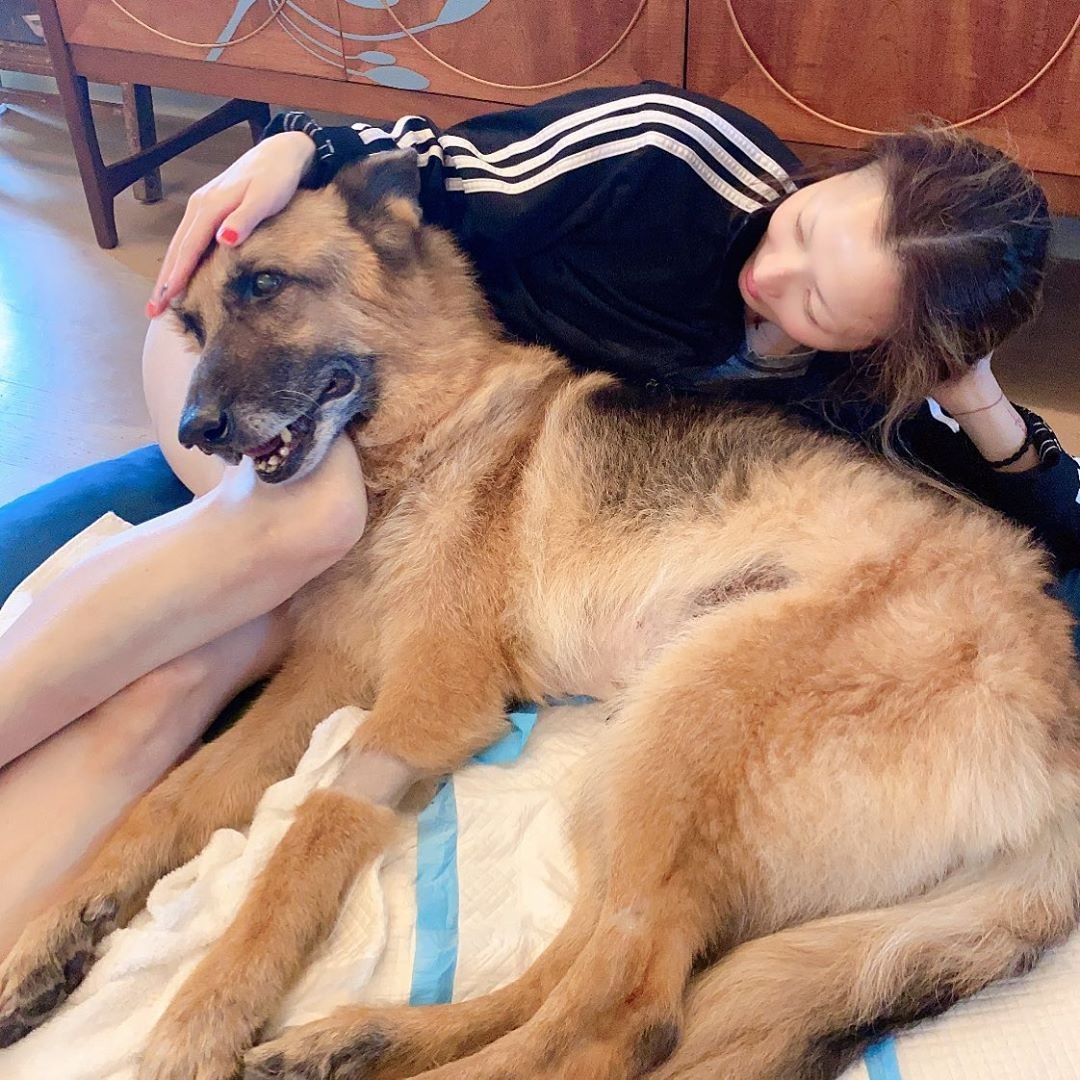 鄭秀文15歲愛犬Lucky肌肉流失兼失禁!Sammi不離不棄照顧長文心聲超催淚