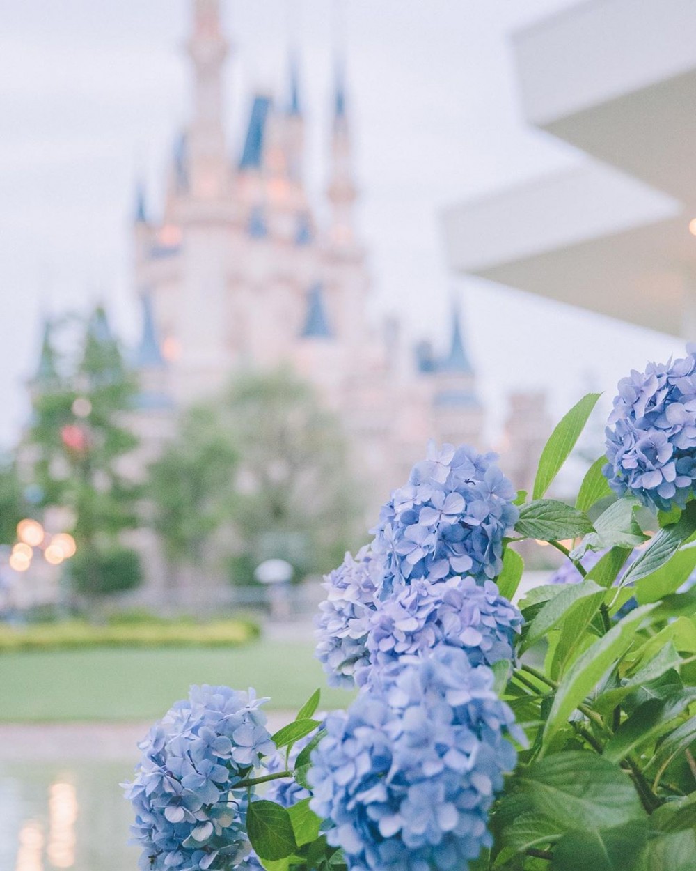 日本絕美紫陽花新品種 星花火 星空藍ｘ柔美紫極夢幻 配上星星花瓣超唯美 Girlstyle 女生日常