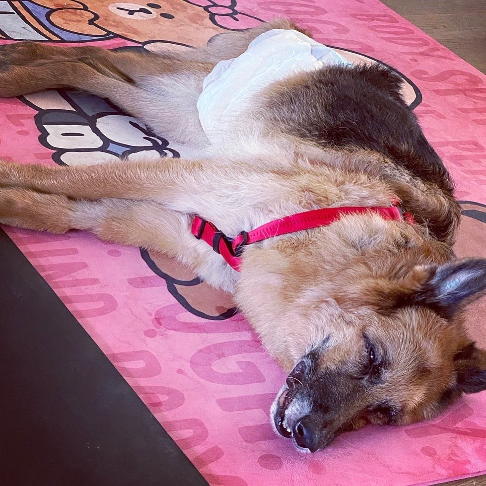 鄭秀文15歲愛犬Lucky肌肉流失兼失禁!Sammi不離不棄照顧長文心聲超催淚