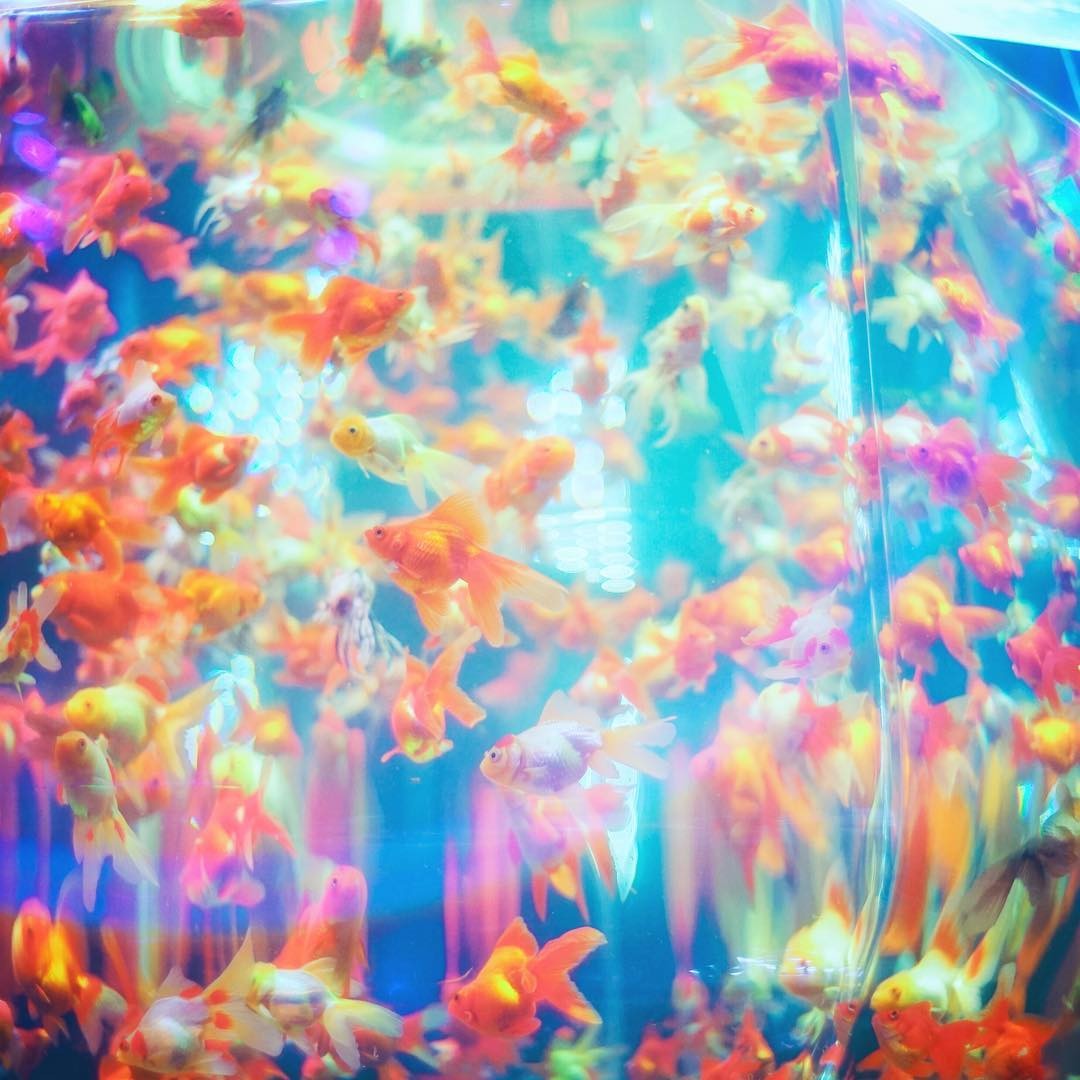 日本東京夢幻「Art Aquarium金魚藝術展」過萬金魚於玻璃中游曳