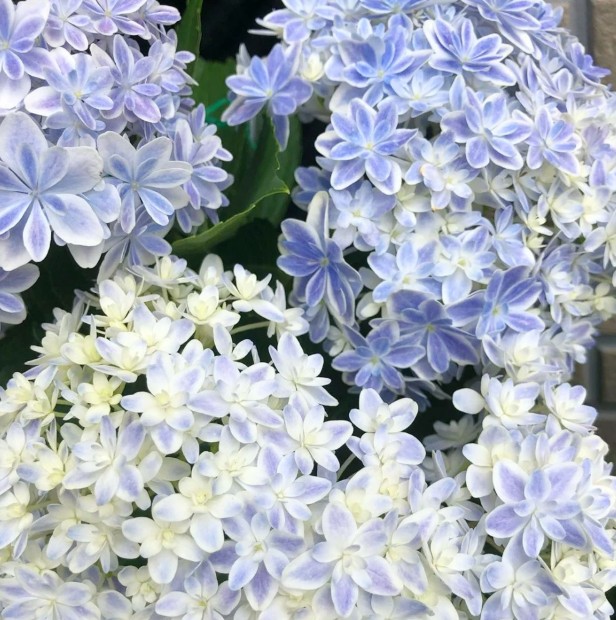 日本絕美紫陽花新品種 星花火 星空藍ｘ柔美紫極夢幻 配上星星花瓣超唯美 Girlstyle 女生日常