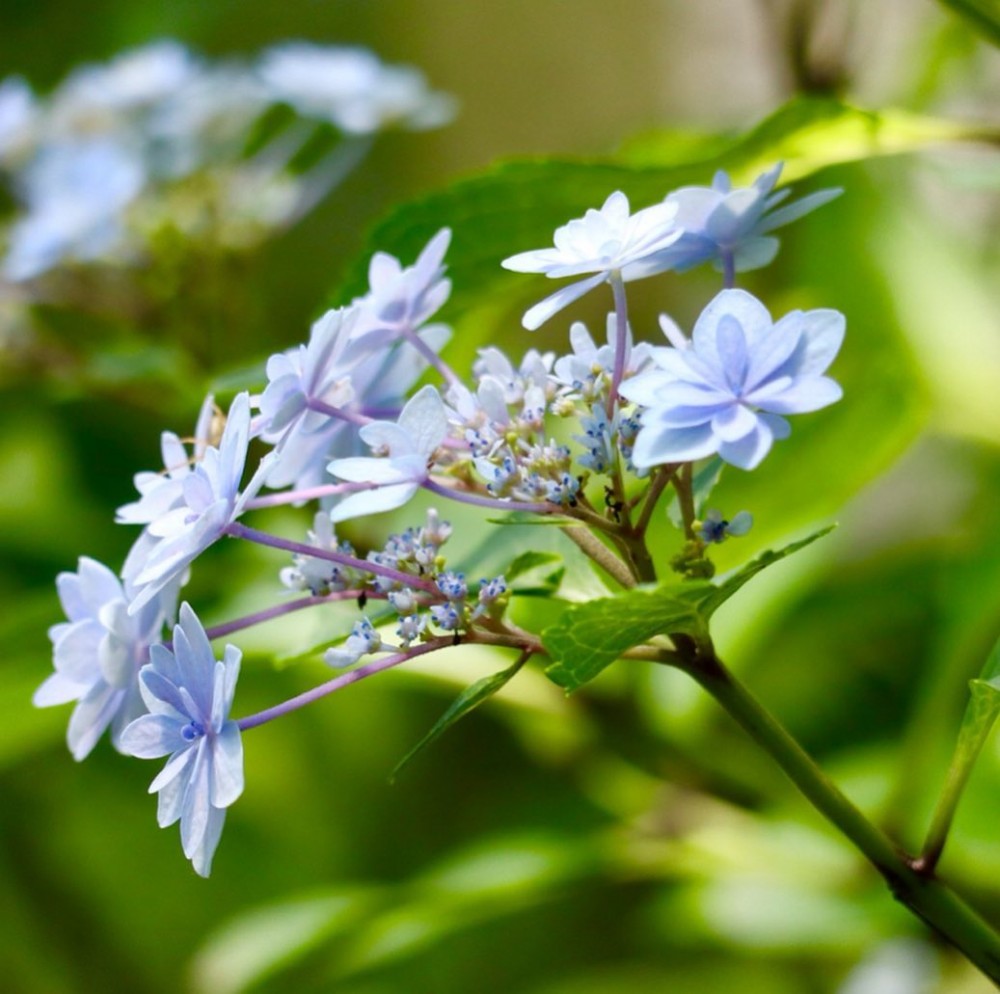 紫陽花, 日本紫陽花, 紫陽花星花火星花火, 紫陽花2020, 日本紫陽花2020