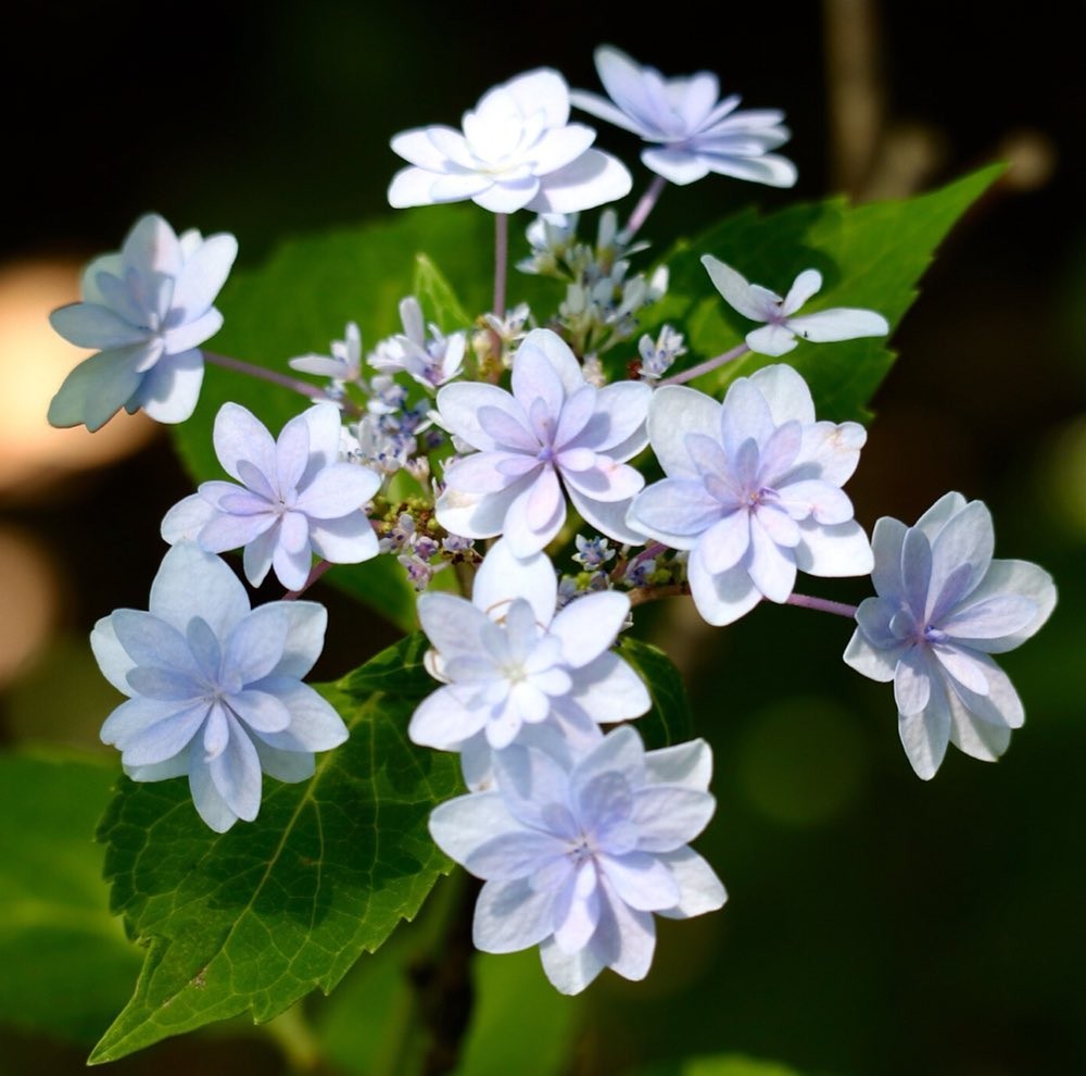 日本絕美紫陽花新品種 星花火 星空藍x柔美紫極夢幻 配上星星花瓣超唯美 Girlstyle 女生日常 日本絕美紫陽花新品種 星花火 星空藍x柔美紫極夢幻 配上星星花瓣超唯美 Girlstyle 女生日常