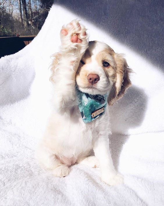 日本推出超唯美「肉墊印泥」