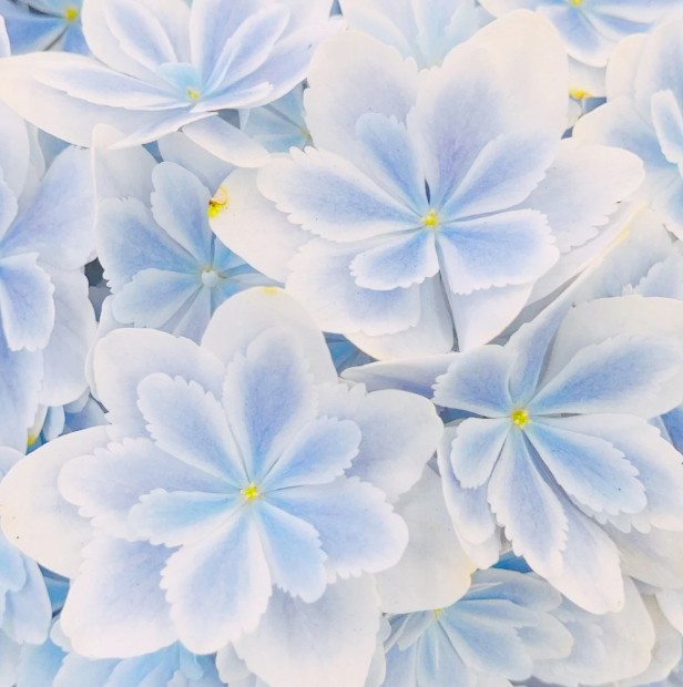 日本絕美紫陽花新品種 星花火 星空藍ｘ柔美紫極夢幻 配上星星花瓣超唯美 Girlstyle 女生日常