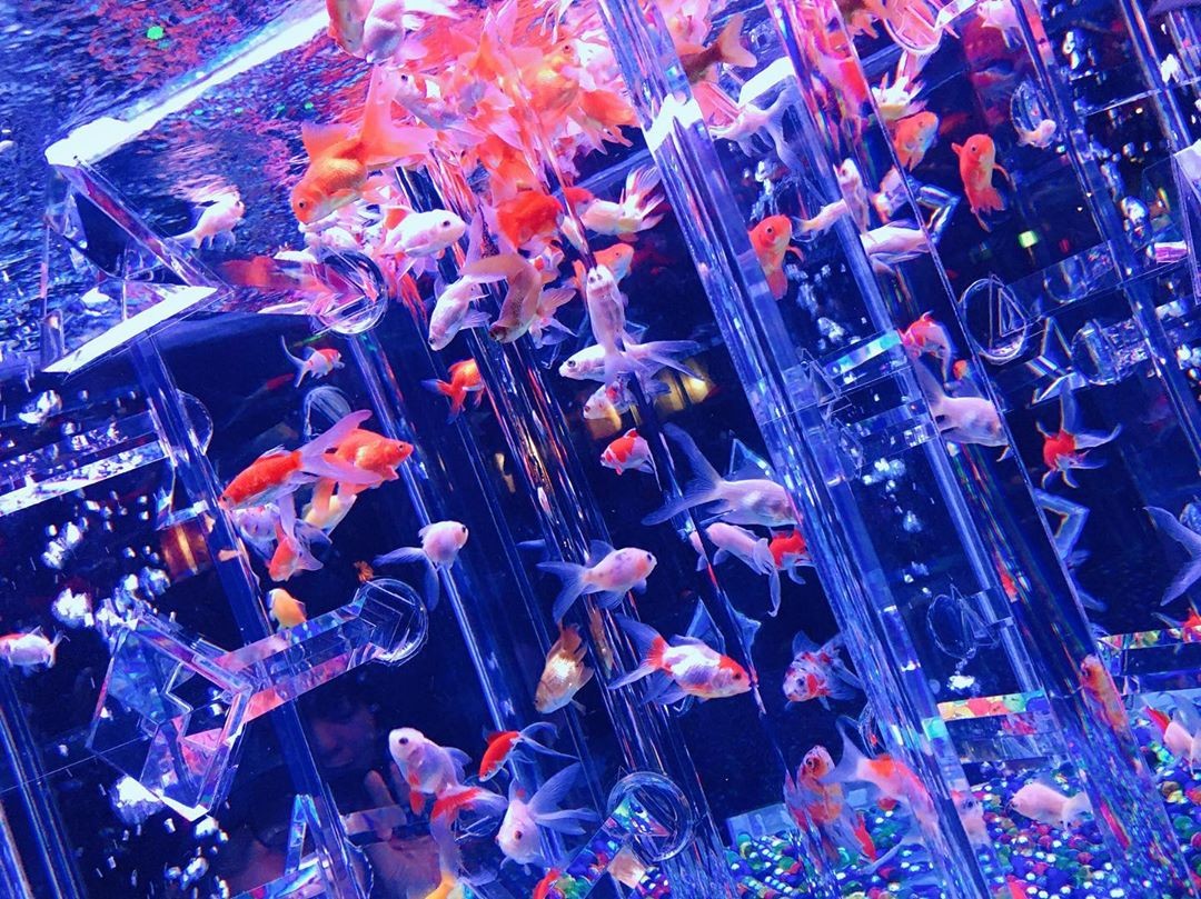 日本東京夢幻「Art Aquarium金魚藝術展」過萬金魚於玻璃中游曳