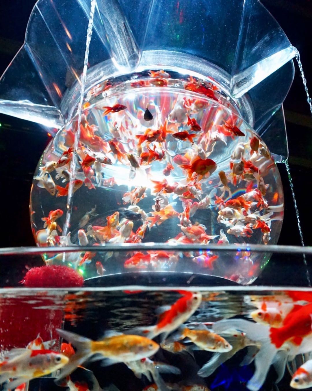 日本東京夢幻「Art Aquarium金魚藝術展」過萬金魚於玻璃中游曳