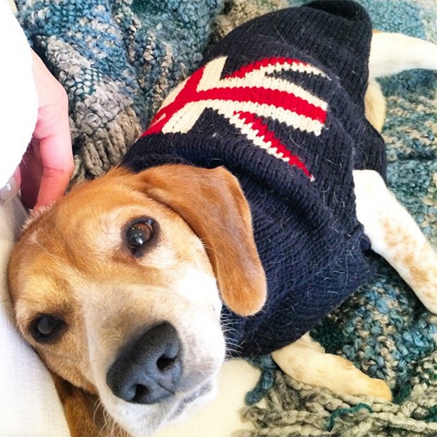 梅根遺棄愛犬Bogart在加拿大3年 只因牠不喜歡哈里王子