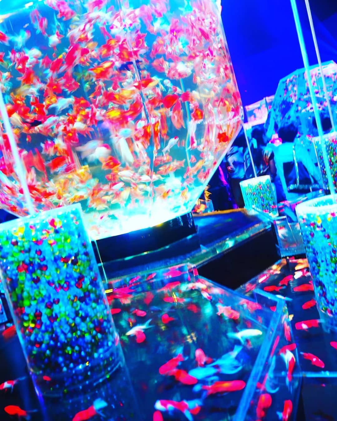 日本東京夢幻「Art Aquarium金魚藝術展」過萬金魚於玻璃中游曳