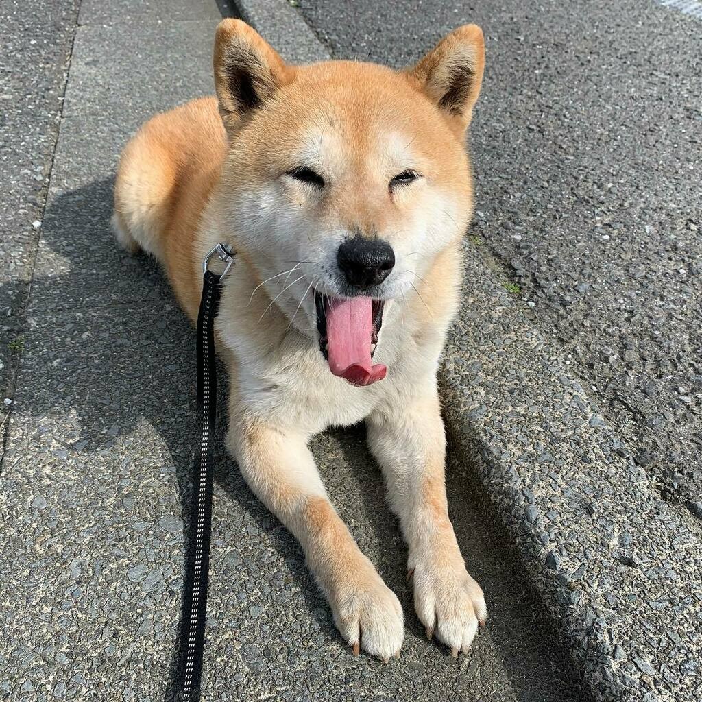 柴犬,日本柴犬,超萌,表情包