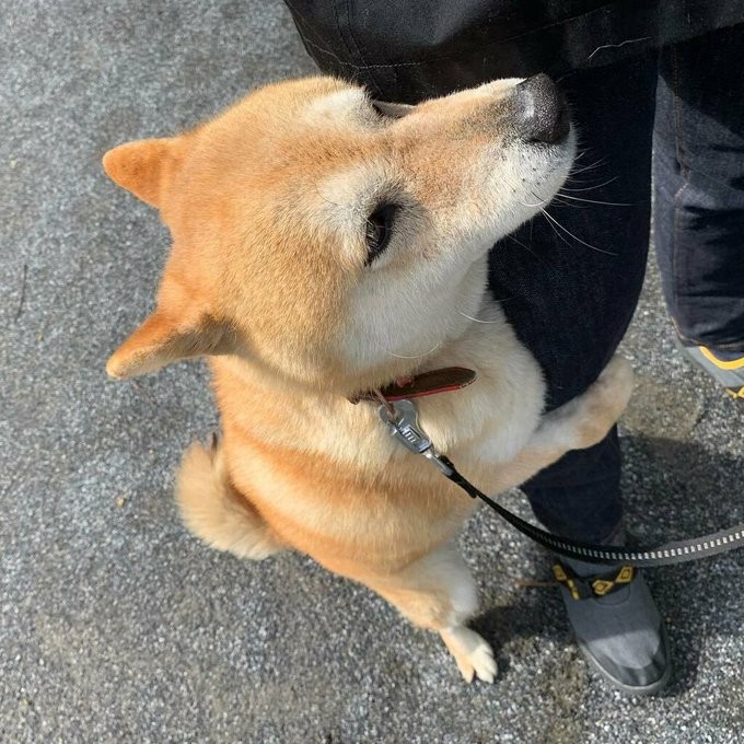 柴犬,日本柴犬,超萌,表情包