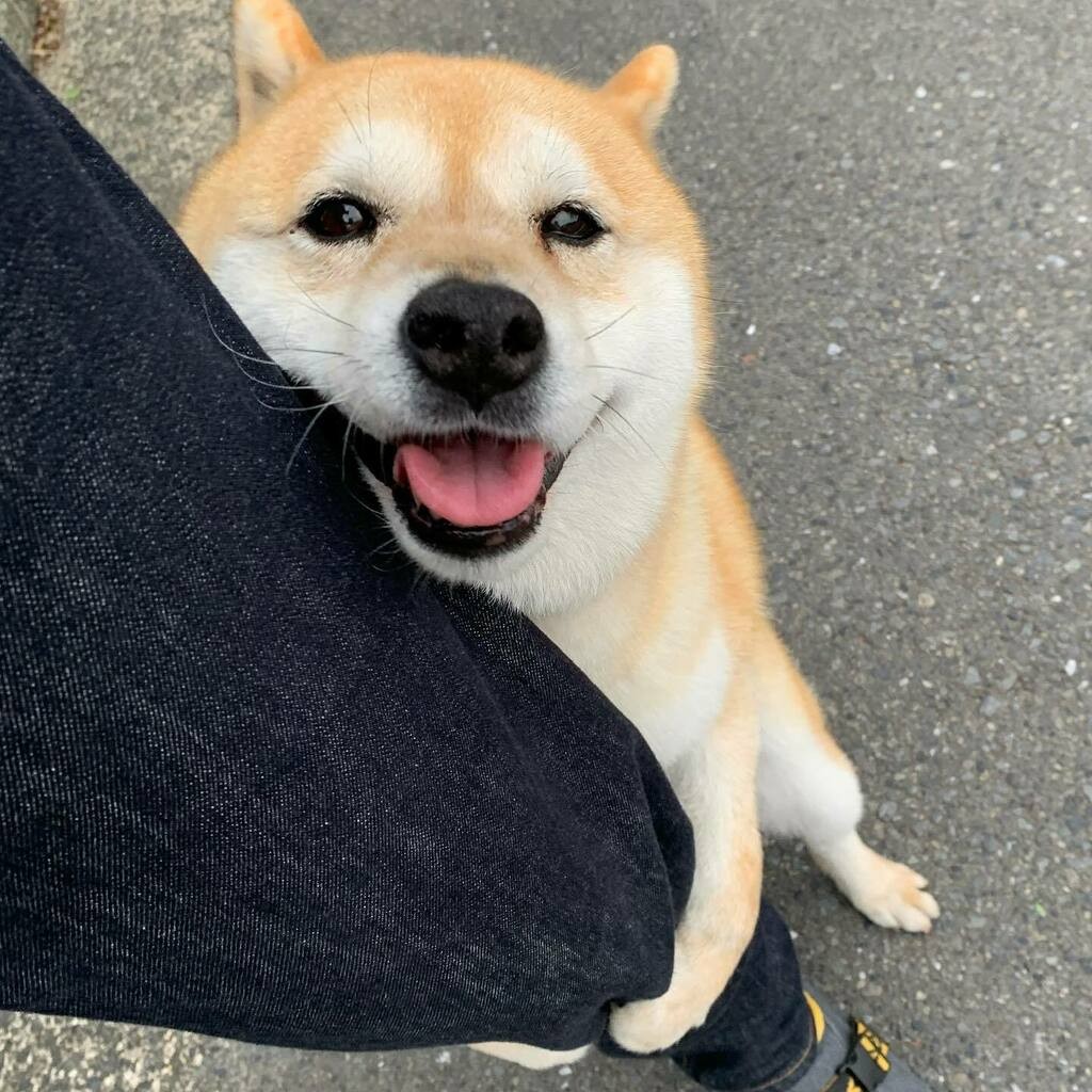 柴犬,日本柴犬,超萌,表情包