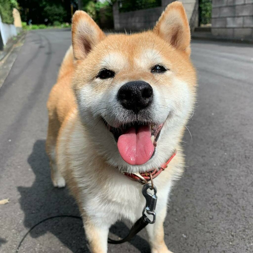 柴犬,日本柴犬,,微笑柴犬,超萌,表情包