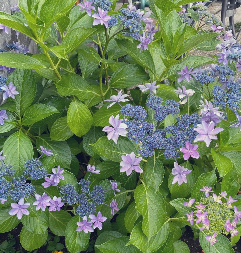 紫陽花, 日本紫陽花, 紫陽花星花火星花火, 紫陽花2020, 日本紫陽花2020