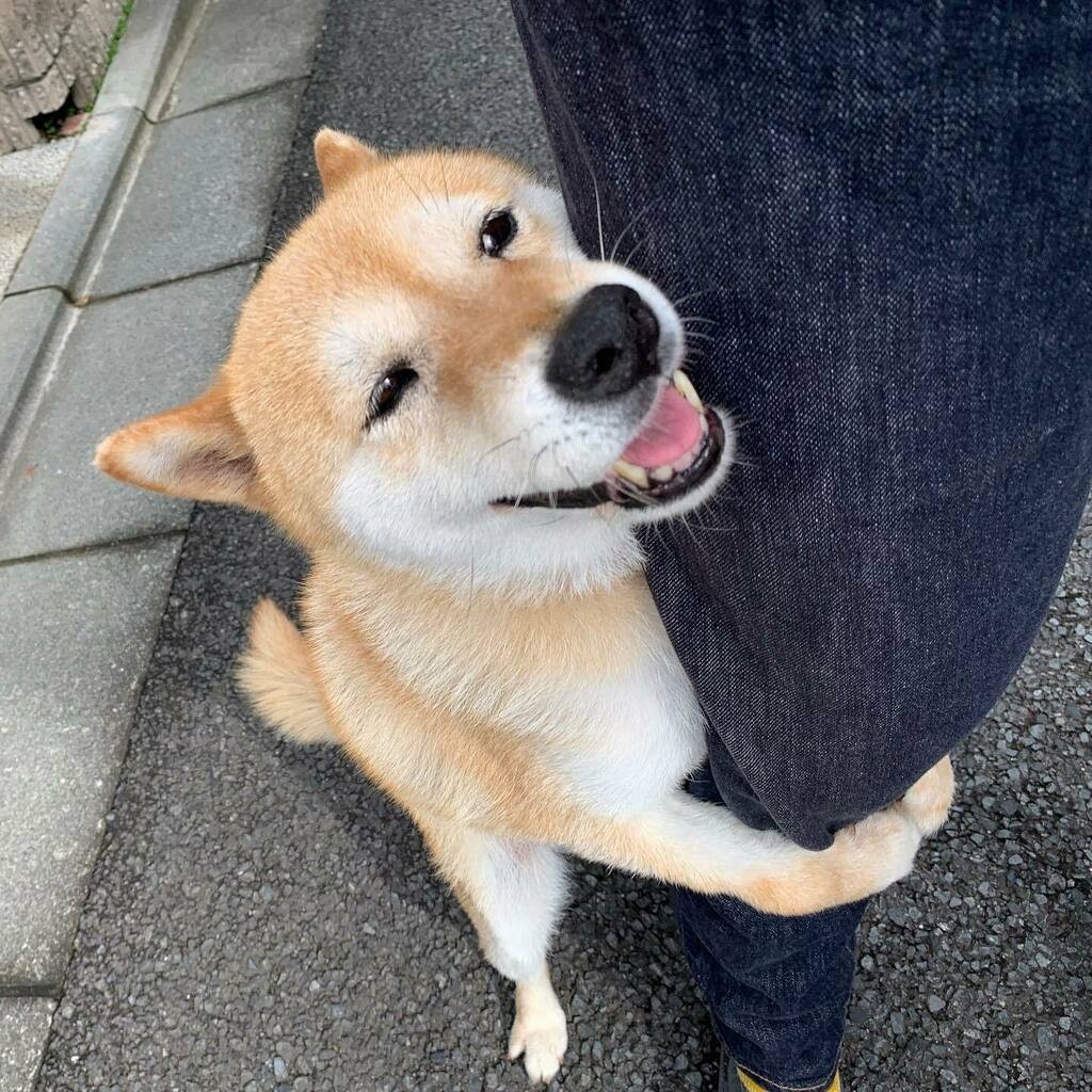 柴犬,日本柴犬,超萌,表情包