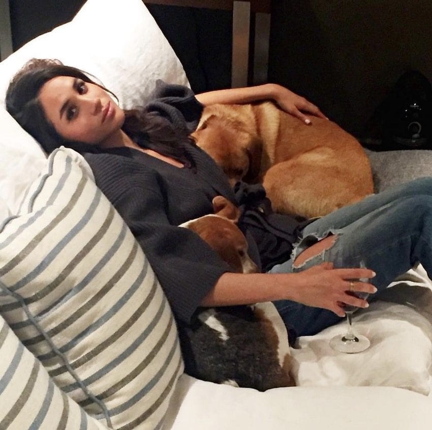 梅根遺棄愛犬Bogart在加拿大3年 只因牠不喜歡哈里王子