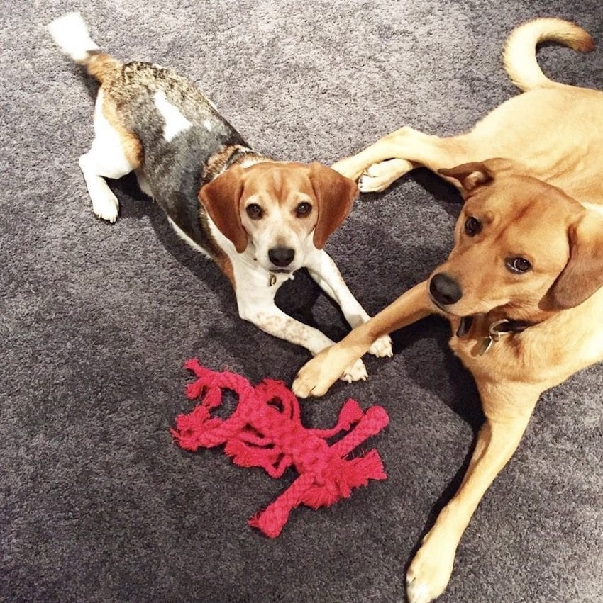 梅根遺棄愛犬Bogart在加拿大3年 只因牠不喜歡哈里王子