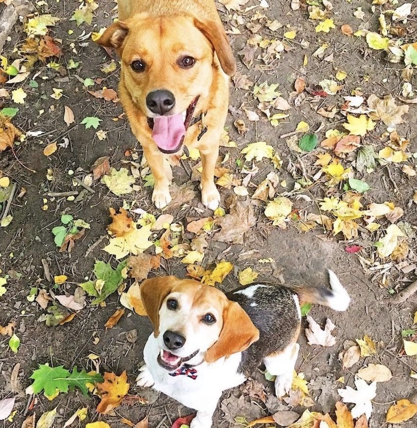 梅根遺棄愛犬Bogart在加拿大3年 只因牠不喜歡哈里王子