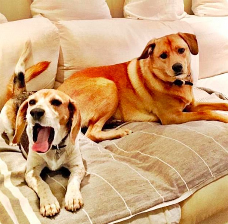 梅根遺棄愛犬Bogart在加拿大3年 只因牠不喜歡哈里王子