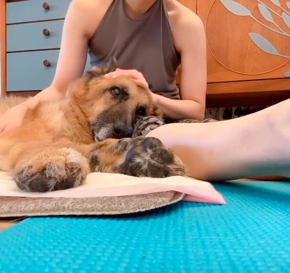 鄭秀文15歲愛犬Lucky肌肉流失兼失禁!Sammi不離不棄照顧長文心聲超催淚