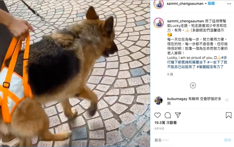 鄭秀文15歲愛犬Lucky肌肉流失兼失禁!Sammi不離不棄照顧長文心聲超催淚