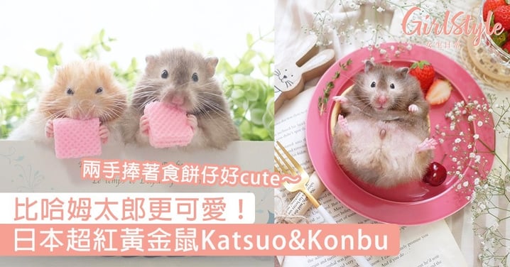日本超紅黃金鼠Katsuo&Konbu！兩手捧著食餅仔的模樣好萌，比哈姆太郎更可愛～
