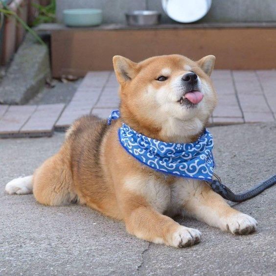 柴犬,日本柴犬,超萌,表情包