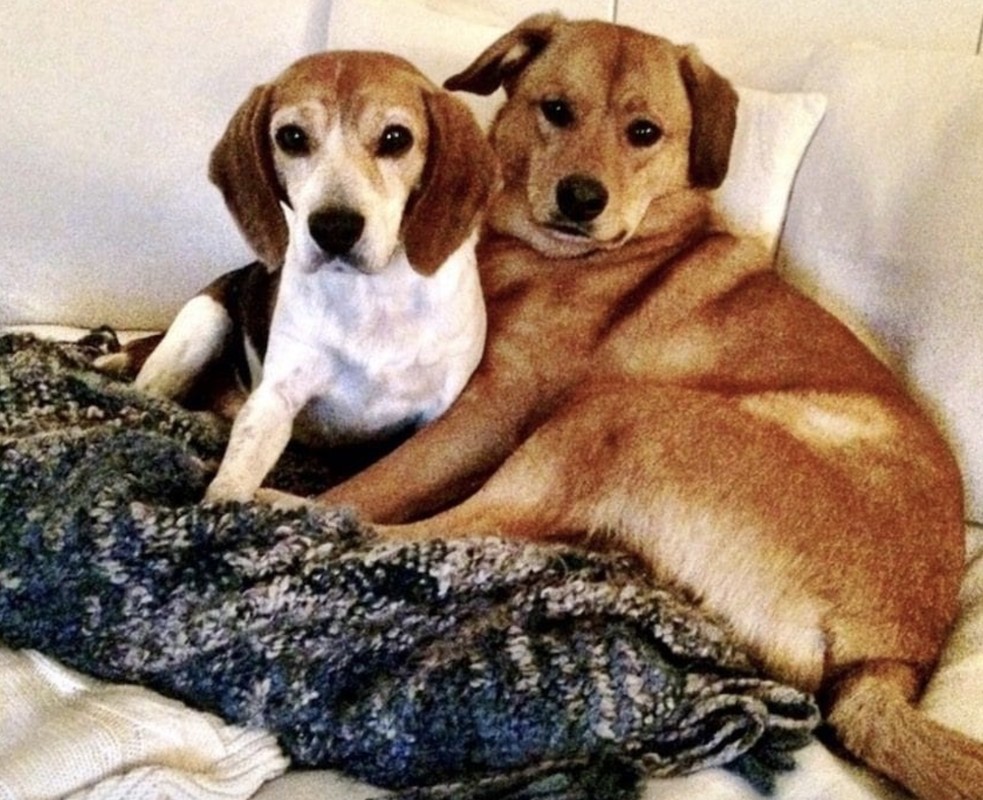 梅根遺棄愛犬Bogart在加拿大3年 只因牠不喜歡哈里王子