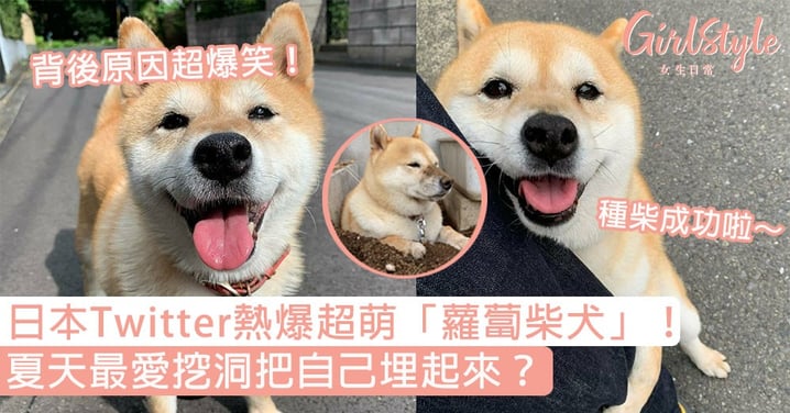 日本Twitter熱爆超萌「蘿蔔柴犬」！夏天最愛挖洞把自己埋起來？背後原因超爆笑！
