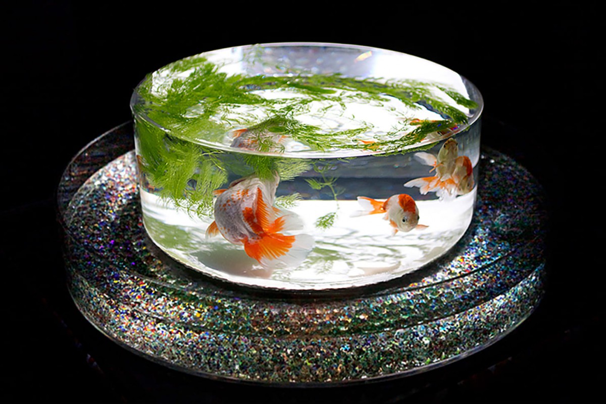 日本東京夢幻「Art Aquarium金魚藝術展」過萬金魚於玻璃中游曳