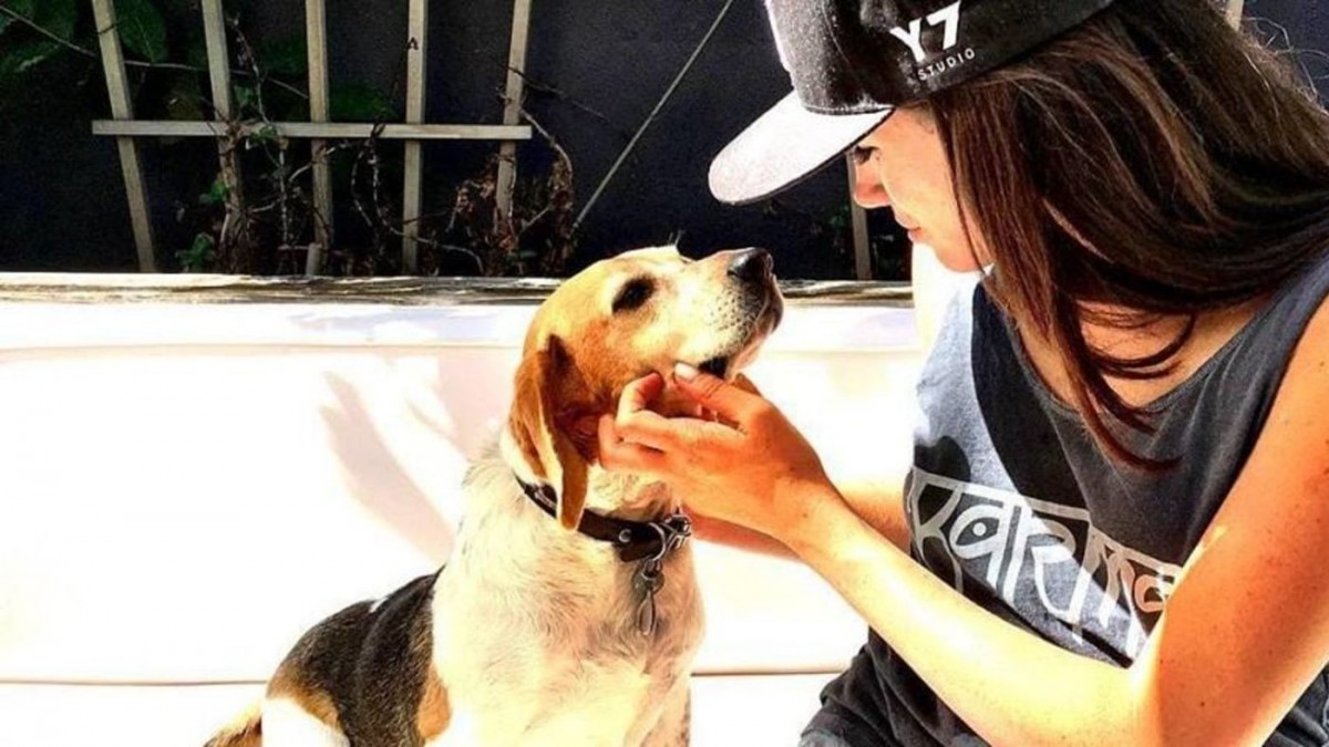 梅根遺棄愛犬Bogart在加拿大3年 只因牠不喜歡哈里王子