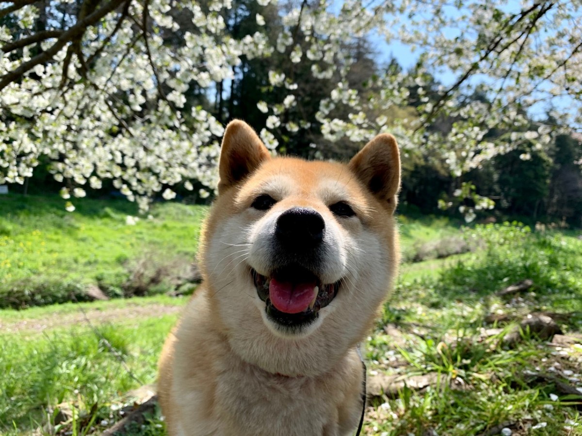 柴犬,日本柴犬,超萌,搞笑