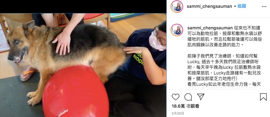 鄭秀文15歲愛犬Lucky肌肉流失兼失禁!Sammi不離不棄照顧長文心聲超催淚